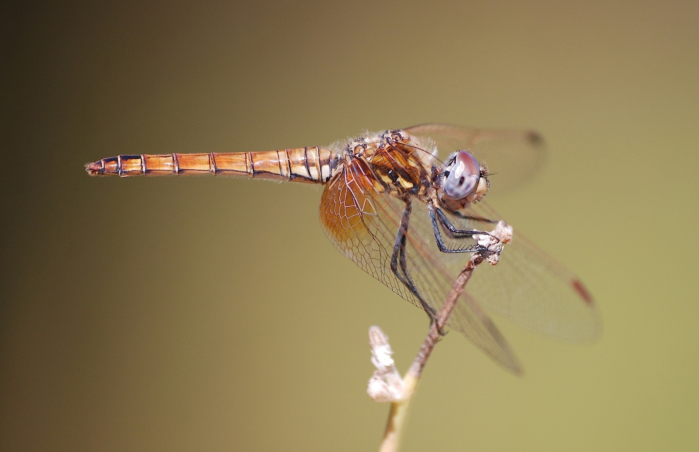 ID libellula